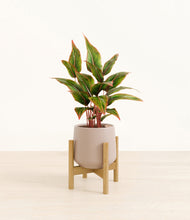 Load image into Gallery viewer, Eternal Gray stand:bamboo