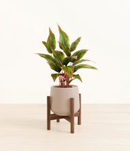 Load image into Gallery viewer, Eternal Gray stand:walnut