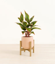 Load image into Gallery viewer, Gentle Pink stand:bamboo