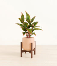 Load image into Gallery viewer, Gentle Pink stand:walnut