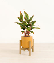 Load image into Gallery viewer, Mustard stand:bamboo