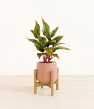 Load image into Gallery viewer, Calm Rose stand:bamboo