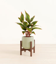 Load image into Gallery viewer, Turquoise stand:walnut