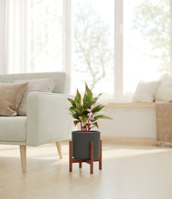 Load image into Gallery viewer, Dark Olive stand:walnut