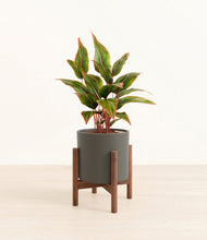 Load image into Gallery viewer, Dark Olive stand:walnut