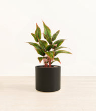 Load image into Gallery viewer, Black*****Profile