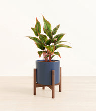 Load image into Gallery viewer, Deep Navy stand:walnut