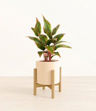 Load image into Gallery viewer, Cream stand:bamboo