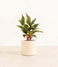 Load image into Gallery viewer, Cream*****Profile