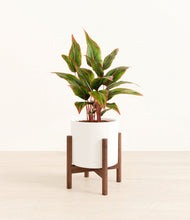 Load image into Gallery viewer, White stand:walnut