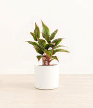 Load image into Gallery viewer, White*****Profile