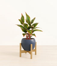 Load image into Gallery viewer, Deep Navy stand:bamboo
