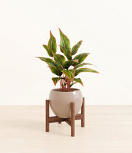 Load image into Gallery viewer, Winter Clouds stand:walnut