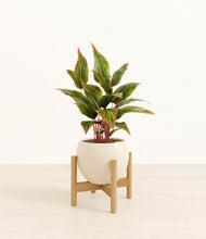 Load image into Gallery viewer, Shiny EggWhite stand:bamboo