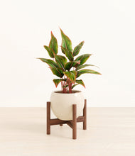 Load image into Gallery viewer, Shiny EggWhite stand:walnut