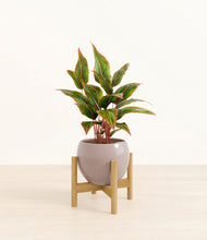 Load image into Gallery viewer, Desert Brown stand:bamboo