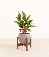 Load image into Gallery viewer, Desert Brown stand:walnut