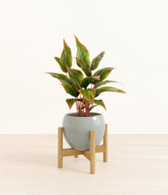 Load image into Gallery viewer, Deep Ocean stand:bamboo