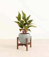 Load image into Gallery viewer, Deep Ocean stand:walnut