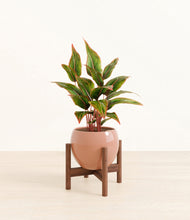 Load image into Gallery viewer, Calm Rose stand:walnut