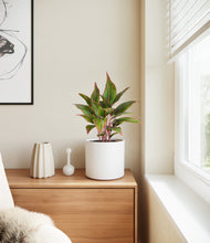 Load image into Gallery viewer, White