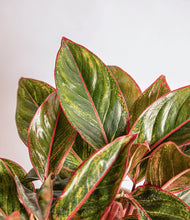 Load image into Gallery viewer, ALL