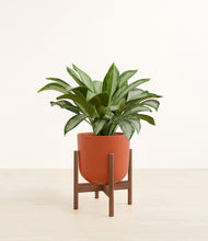 Load image into Gallery viewer, Earth Red stand:walnut