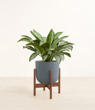 Load image into Gallery viewer, Iron Gray stand:walnut