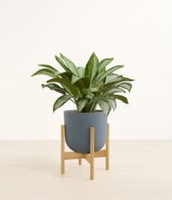 Load image into Gallery viewer, Iron Gray stand:bamboo