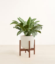 Load image into Gallery viewer, Natural Bamboo stand:walnut