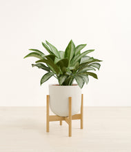 Load image into Gallery viewer, Natural Bamboo stand:bamboo