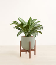 Load image into Gallery viewer, Sage Green stand:walnut