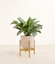 Load image into Gallery viewer, Sandy Pink stand:bamboo