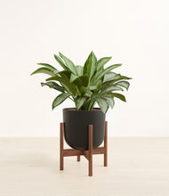 Load image into Gallery viewer, Stone Black stand:walnut