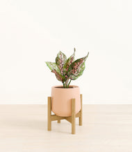 Load image into Gallery viewer, Gentle Pink stand:bamboo
