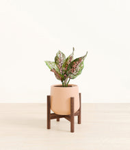 Load image into Gallery viewer, Gentle Pink stand:walnut

