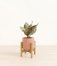 Load image into Gallery viewer, Calm Rose stand:bamboo
