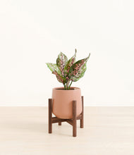 Load image into Gallery viewer, Calm Rose stand:walnut
