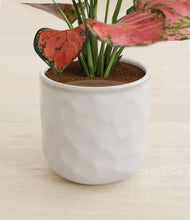 Load image into Gallery viewer, Hammered Ivory stand:all