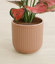 Load image into Gallery viewer, Striped Peach Pink stand:all