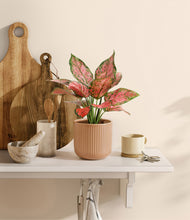 Load image into Gallery viewer, Striped Peach Pink