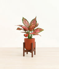 Load image into Gallery viewer, Earth Red stand:walnut