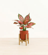 Load image into Gallery viewer, Earth Red stand:bamboo