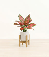 Load image into Gallery viewer, Natural Bamboo stand:bamboo