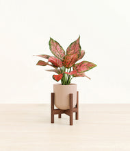 Load image into Gallery viewer, Sandy Pink stand:walnut