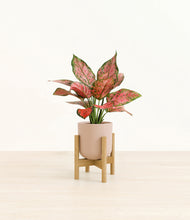 Load image into Gallery viewer, Sandy Pink stand:bamboo