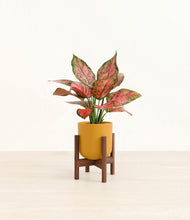 Load image into Gallery viewer, Sunset Orange stand:walnut