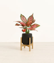 Load image into Gallery viewer, Black stand:bamboo