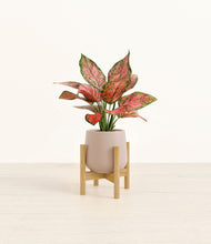 Load image into Gallery viewer, Eternal Gray stand:bamboo