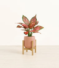 Load image into Gallery viewer, Calm Rose stand:bamboo
